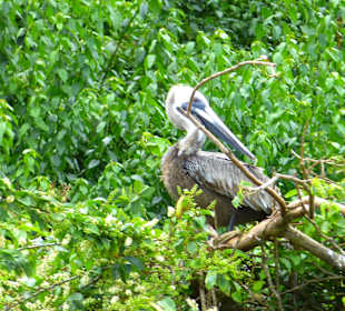 Ausflug Los Haitises