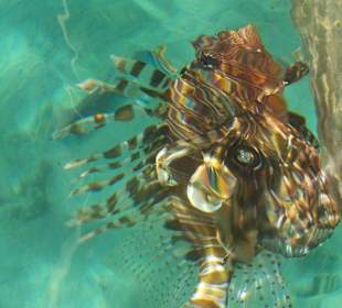 Ядовитая рыба