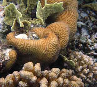 Unterwasserwelt am Hausriff