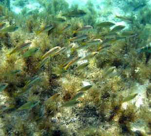 Unterwasserwelt der blauen Lagune