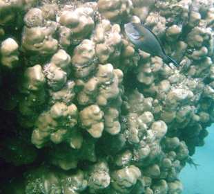 Hausriffe am Albatros Palace