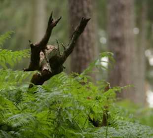 Naturwildpark Granat