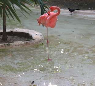 Flamingo