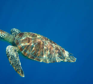 Immer wieder angetroffen