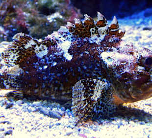  Ozeanographisches Museum Monaco