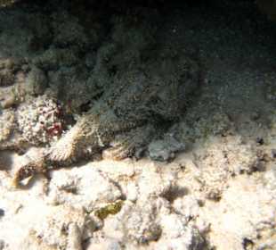 Steinfisch in der Lagune...