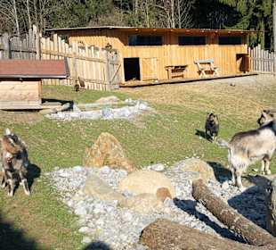 Wöchentlicher Ausflug zum Gut Ebnerbichl