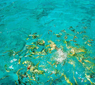 Jednodniowa wycieczka Cayo Largo 