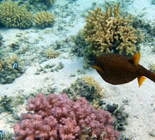 Schnorcheln Marsa Alam