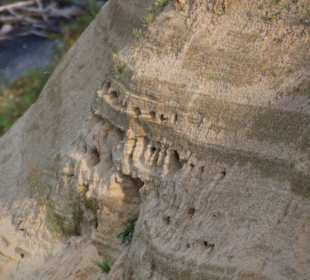Nisthöhlen der Uferschwalben