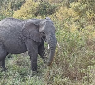 In the bush