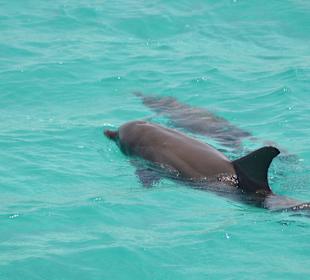 Schnorcheltour zur Paradies Insel