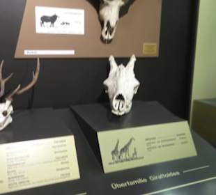 Zoologisches Museum