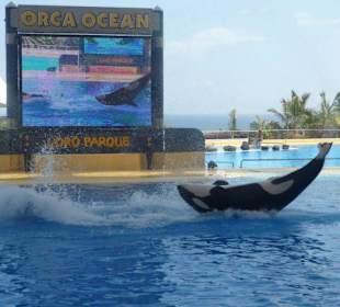 Orcashow im Loro Parque