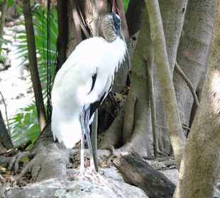 Xaman Ha Bird Park