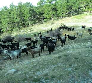 Bergziegen von den Nomaden