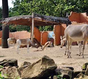 Zoo Hannover