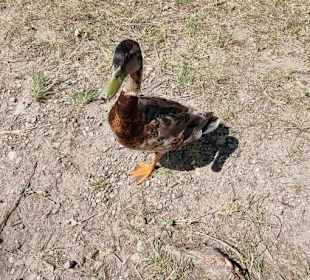 Die kommen auch gerne