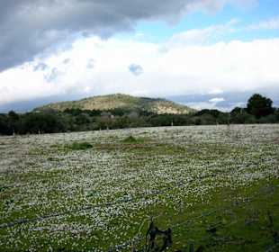 Mallorca im Winter da blüht dir was