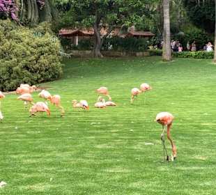 Flamingos