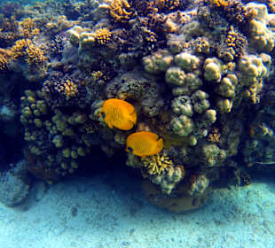 Schnorcheln Marsa Alam