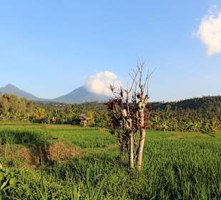 Mount Batur