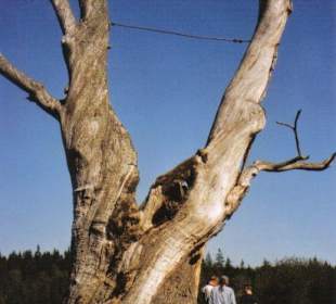 Eiche von Skogsägare