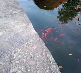 Fischchen