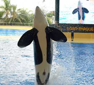 Orca-Show