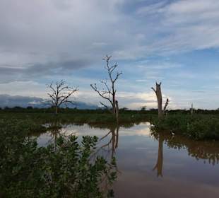 Elefantenreiten Sigiriya