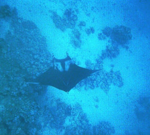 Manta