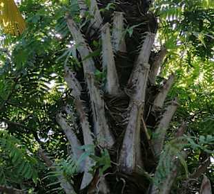 Sir Seewoosagur Ramgoolam Botanical Garden / Pamplemousses B