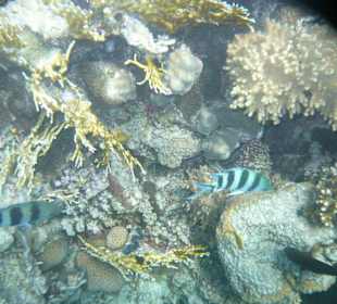 Hausriff am Hotel Stella Makadi Beach Resort