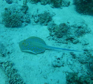 Blaupunktrochen am Fanadir Reef