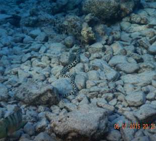 Пятнистый иглохвостый угорь