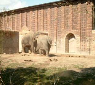 Elefanten-Gehege