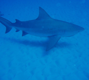 Besuch bei den Haien