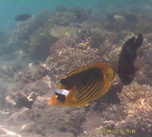 Jaz Makadi Oasis Club & Resort 