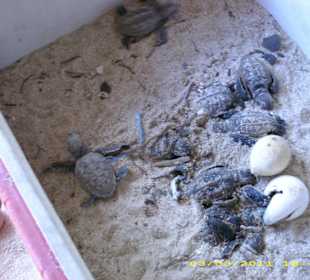 Schildkrötenaufzucht in Mano Juan