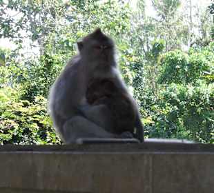 Monkey forest ubud