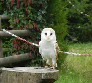 Eule beim Falknerei Show