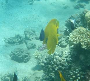 Einige Schnorchel Bilder am Strand