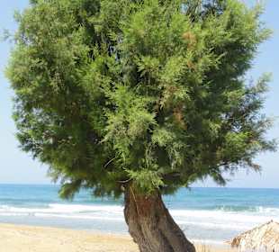 Tamariske bei der Taverna Eleven