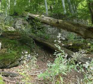 Wasserfall-Tour: Weg Richtung Bodenmais / Klause