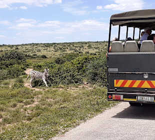 Addo Elephant Park