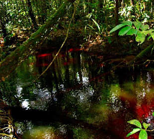 Abendstimmung im Regenwald