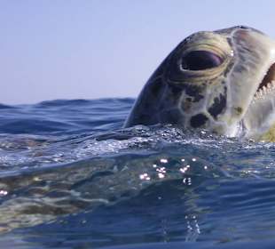 Schildkröte. Täglich mindestens 2 im Hausriff