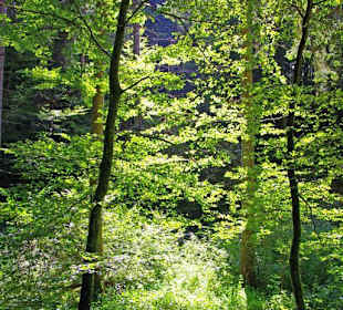 Der Therapeutische Wanderweg