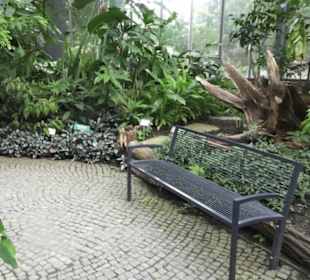 Tropenhaus - Schaugewächs -  Botanischer Garten