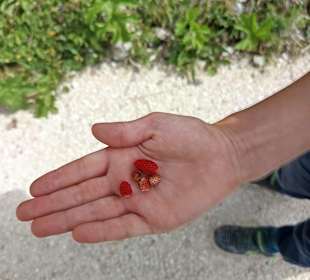 Erdbeeren 